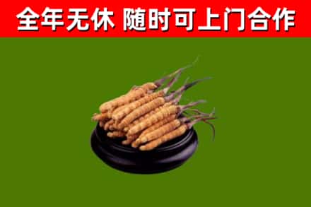 宁晋回收冬虫夏草