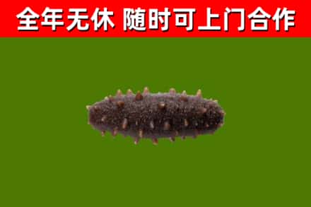 宁晋烟酒回收干海参.jpg